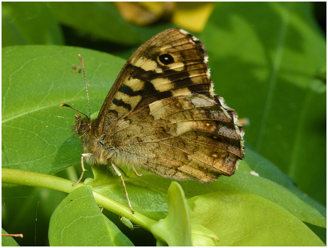 EF7A3847 Butterfly