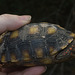 IMG 3196 Tortoise