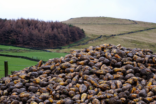 Sugar beet Mountain