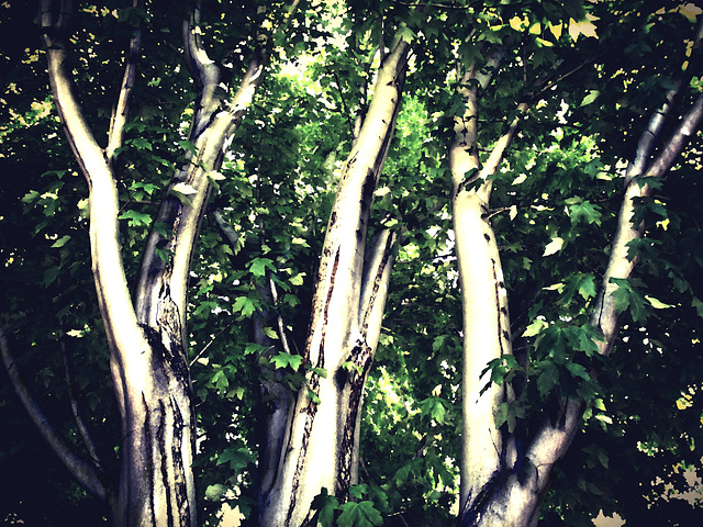 White trunks