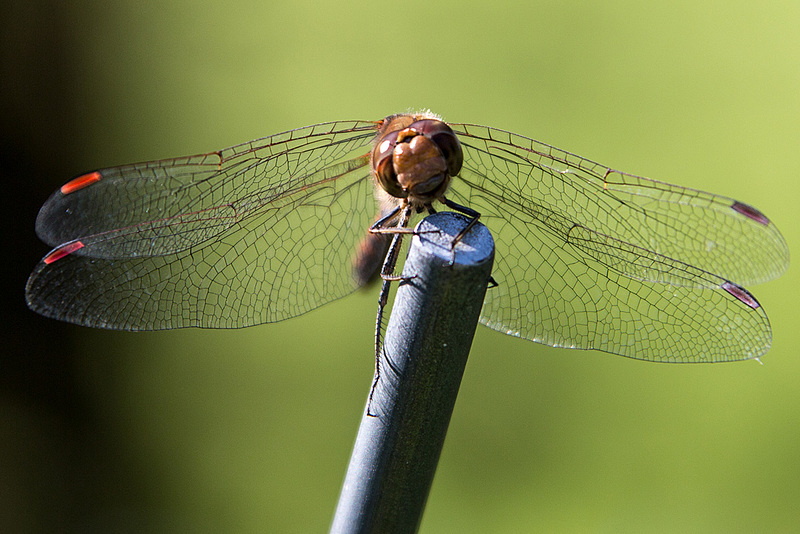 20150821 8538VRAw [D~RI] Große Heidelibelle (Sympetrum striolatum),  Rinteln