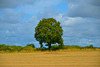 Gnosall fields