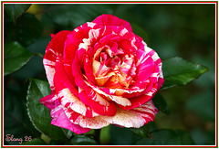 Rose de mon jardin,Rose of my garden