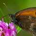 Gatekeeper butterfly
