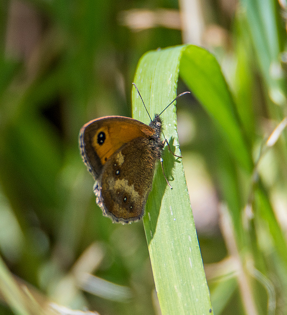 Gatekeeper butterfly