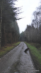 Torrieston Woods Walk