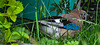 20210705 1291CPw [D~LIP] Eichelhäher (Garrulus glandarius), Bad Salzuflen