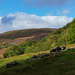 Autumn colours on the moors