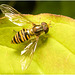EF7A3856 Hoverfly