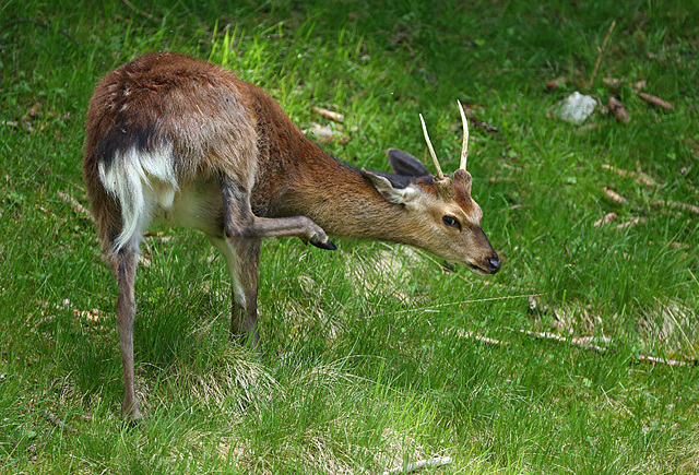 sika (Alpes)