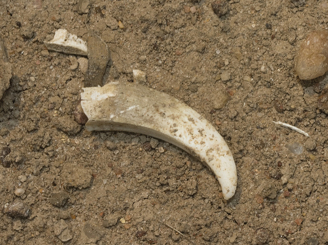 IMG 3201 Tooth-2