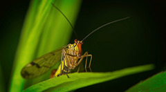 Die Gemeine Skorpionsfliege (Panorpa communis) im Portrait :)) A portrait of the common scorpionfly (Panorpa communis) :)) Un portrait de la panorpe commune (Panorpa communis) :)) Die Gemeine Skorpionsfliege (Panorpa communis) im Portrait :)) A portrait of the common scorpionfly (Panorpa communis) :)) Un portrait de la panorpe commune (Panorpa communis) :))