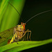 Die Gemeine Skorpionsfliege (Panorpa communis) im Portrait :)) A portrait of the common scorpionfly (Panorpa communis) :)) Un portrait de la panorpe commune (Panorpa communis) :))