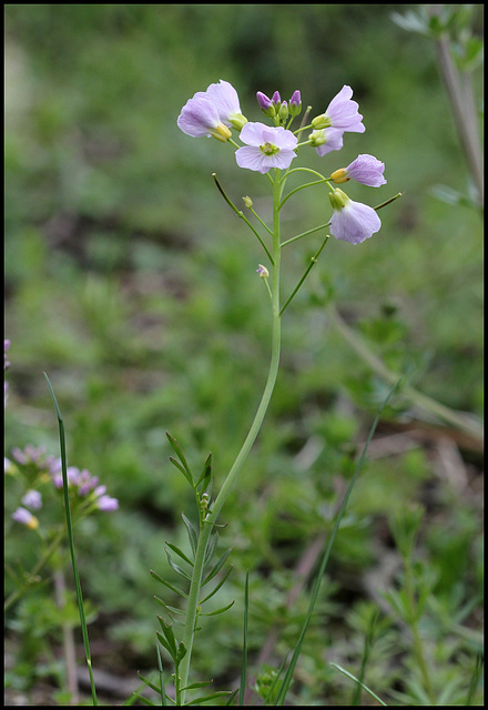 Cardamine pratense (1)