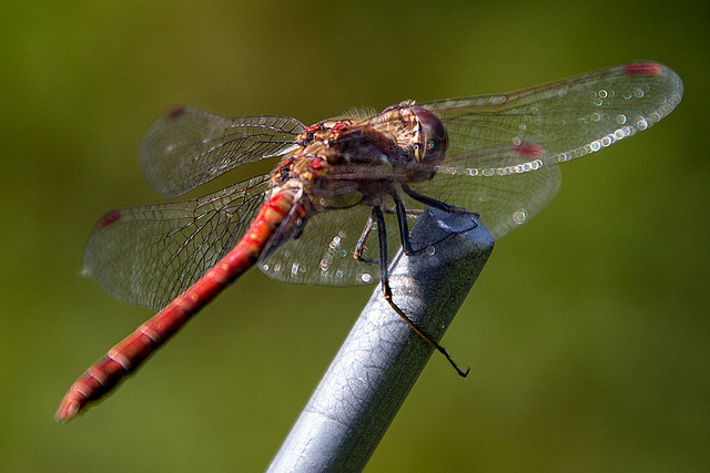 20150821 8541VRAw [D~RI] Große Heidelibelle (Sympetrum striolatum),  Rinteln