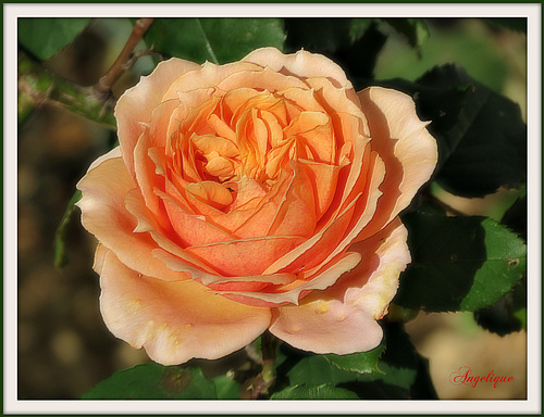 L'important c'est la Rose ........bonne journée