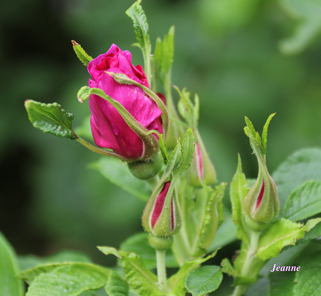 rose chez mon fils Michel