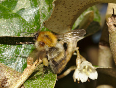 Bumblebee IMG_7867