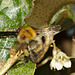 Bumblebee IMG_7867