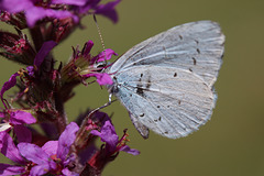 un papillon du Berry