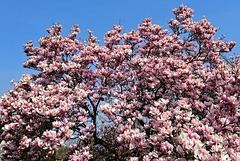 Magnolienblüte am Katenweg