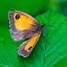 gatekeeper butterfly