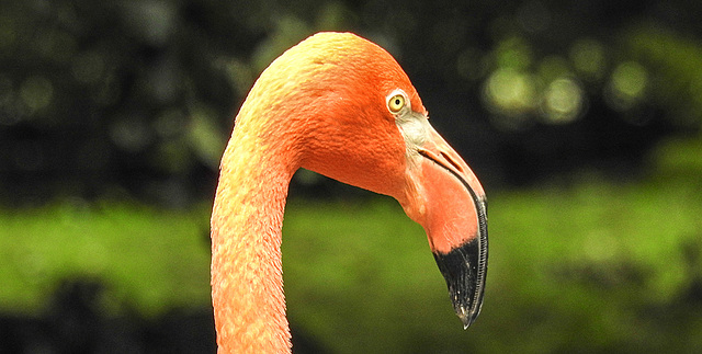 20190907 6006CPw [D~HRO] Kubaflamingo (Phoenicopterus ruber ruber), Zoo, Rostock