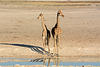 Namibia, A Couple Giraffes in Etosha National Park