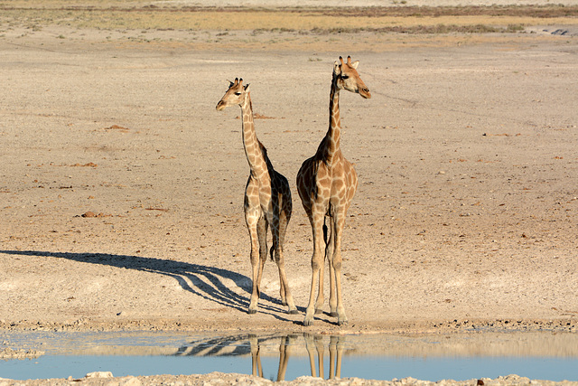 Namibia, A Couple Giraffes in Etosha National Park