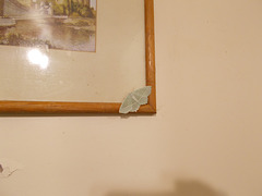 B&M / oaw - Light Emerald moth [2 of 2]