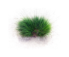 Tussock / Touffe