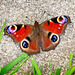 Peacock Butterfly