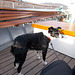 IBB[25] - Bella on the foredeck