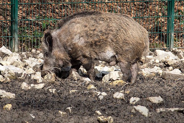 20160306 0264VRAw [D~BI] Wildschwein (Sus scrofa), Tierpark Olderdissen, Bielefeld