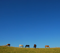 Wild Horses