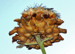 Artichoke 2