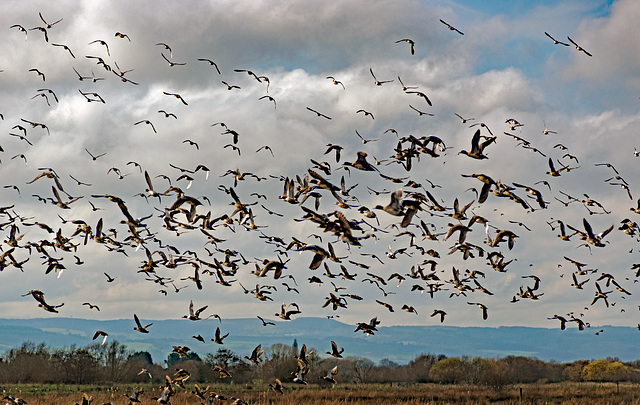 Greylake Flyover