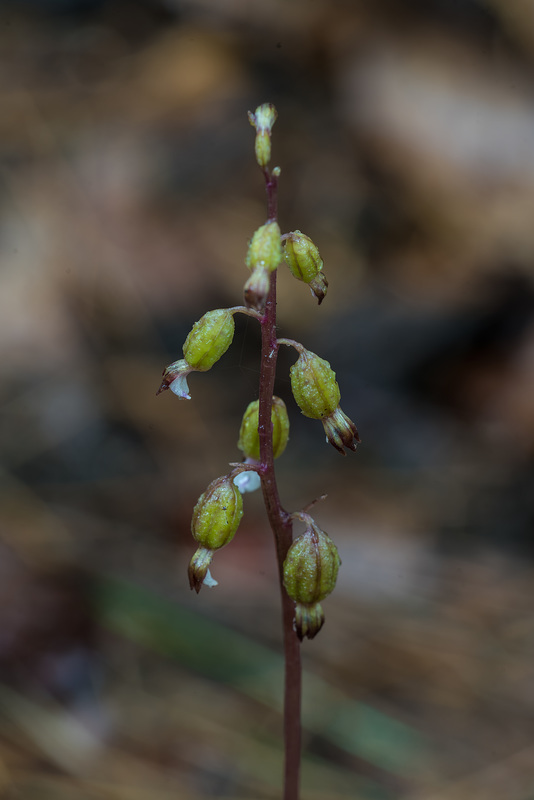 Corallorhiza odontorhiza (Autumn Coral Root orchid)