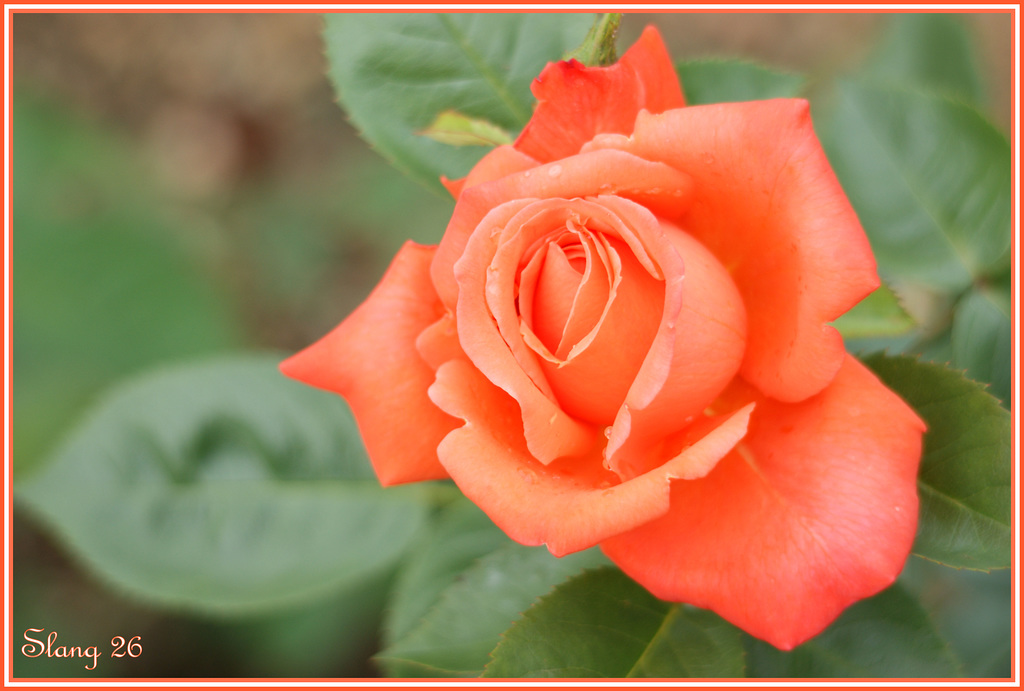 Rose de mon jardin,Rose of my garden