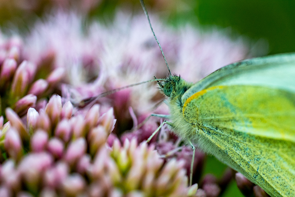 Small white butterfly
