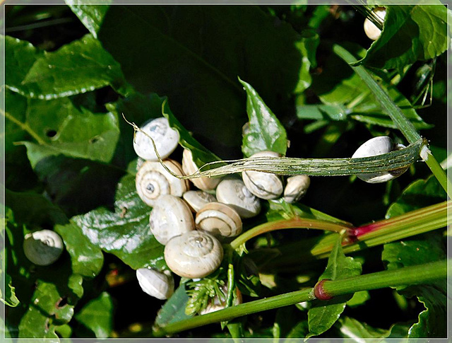 Escargots sur les plantes de marais : Helicelle  Trompette ?