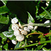 Escargots sur les plantes de marais : Helicelle  Trompette ?