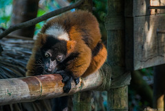 Roter Vari in der Masoala-Halle - Zoo Zürich ... P.i.P. (© Buelipix)