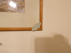 B&M / oaw - Light Emerald moth [1 of 2]