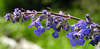 20210609 0754CPw [D~LIP] Blume, UWZ, Bad Salzuflen