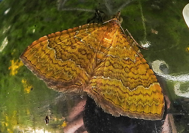 20210627 1116CPw [D~LIP] Ockergelber Blattspanner (Camptogramma bilineata), Bad Salzuflen