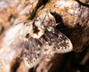 IMG 3047 Moth Flyv2