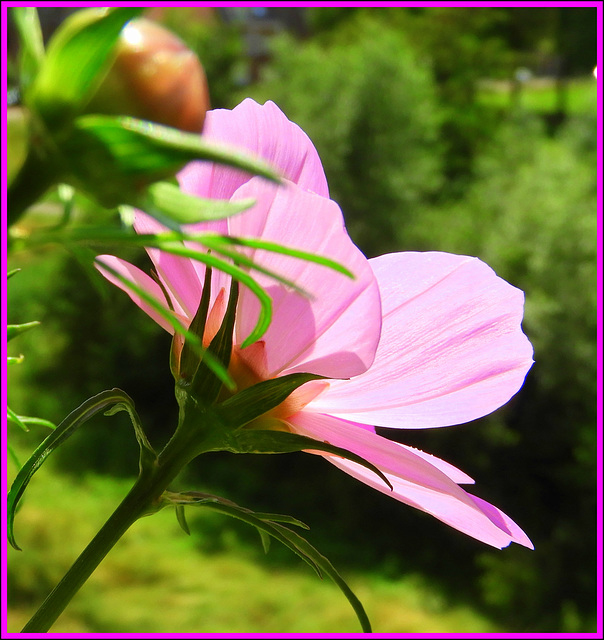 Cosmos on my balcony