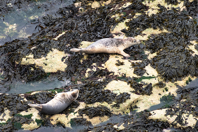 Common seal at Flamborough head