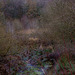 the overgrown former pond at Swallow’s Wood